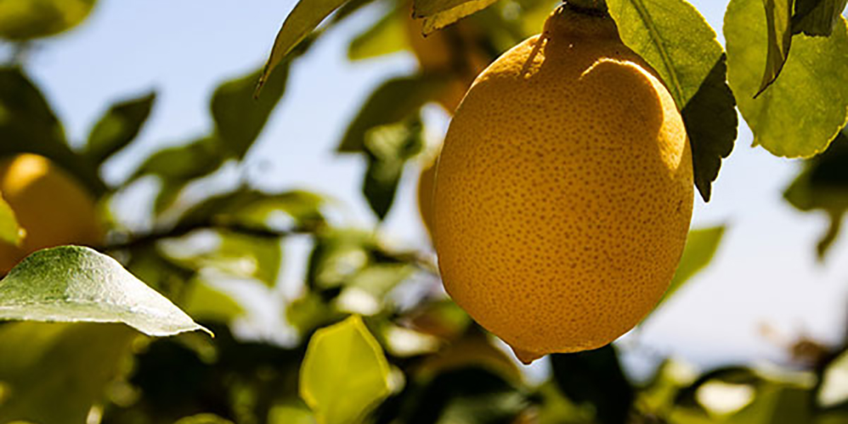 Pompelmi e limoni turchi, aumentano i controlli sui pesticidi
